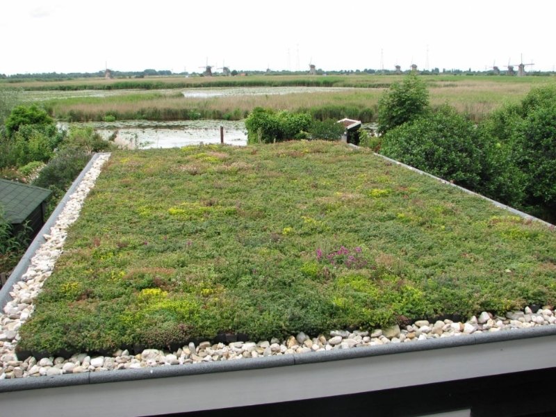 Groene daken